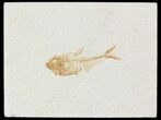 Diplomystus Fossil Fish - Wyoming #52722-1